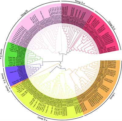 Overexpression of TaWRKY146 Increases Drought Tolerance through Inducing Stomatal Closure in Arabidopsis thaliana